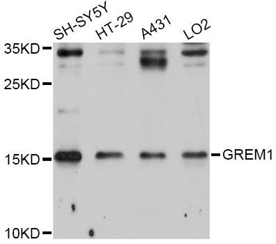 Western blot - GREM1 Antibody (144-011595)