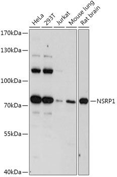 Western blot