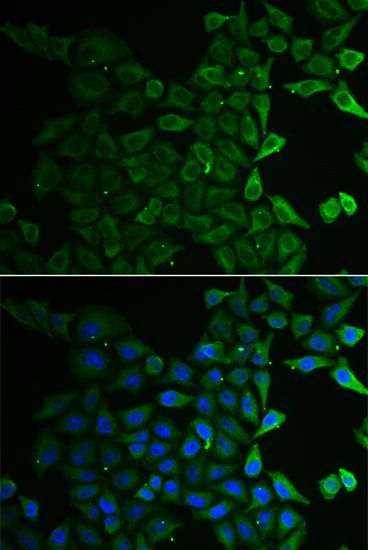 Immunofluorescence - C21orf33 Polyclonal Antibody (144-06429)