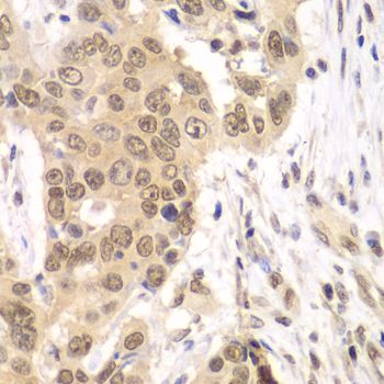 Immunohistochemistry - RNF2 Polyclonal Antibody (144-05563)