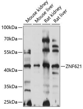 Western blot