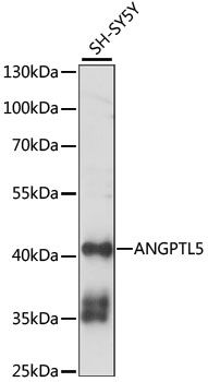 Western blot