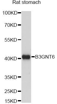 Western blot - B3GNT6 antibody (144-60870)