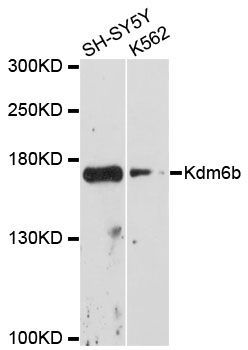 Western blot - Kdm6b antibody (144-60098)