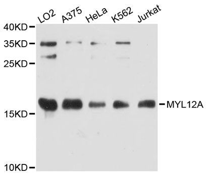 Western blot - MYL12A antibody (144-09176)