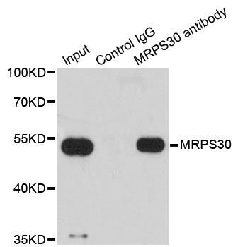 Immunoprecipitation - MRPS30 Polyclonal Antibody (144-05841)