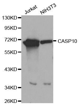 Western blot - CASP10 Polyclonal Antibody (144-60015)
