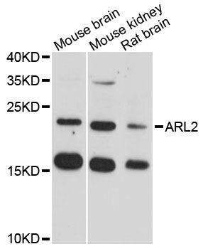 Western blot - ARL2 antibody (144-61352)
