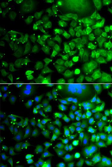 Immunofluorescence - MOCS3 antibody (144-07367)