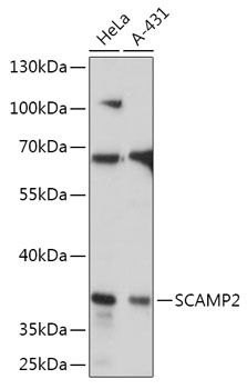 Western blot