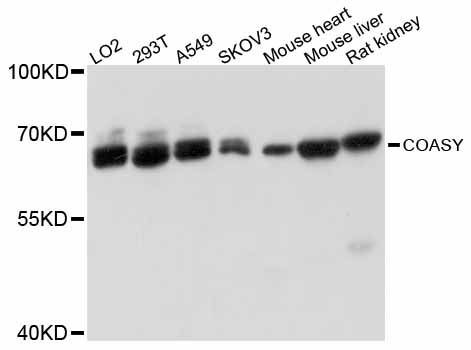 Western blot - COASY antibody (144-012179)