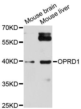 Western blot - OPRD1 antibody (144-08445)