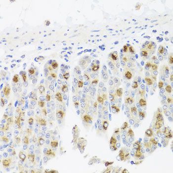 Immunohistochemistry - cdc45 antibody (144-02047)