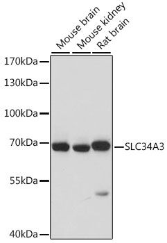 Western blot