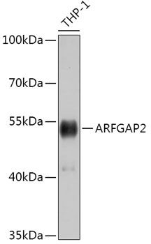 Western blot