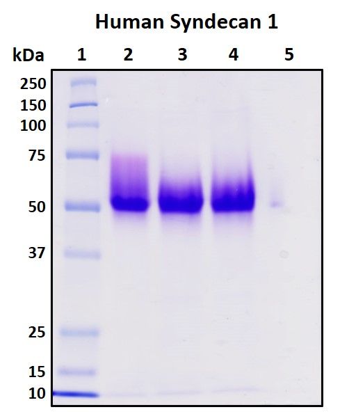 SDS-PAGE