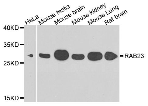 Western blot - RAB23 antibody (144-07979)