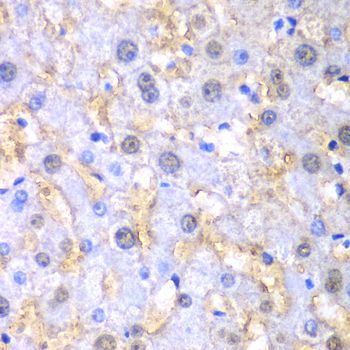 Immunohistochemistry - FAH antibody (144-60359)