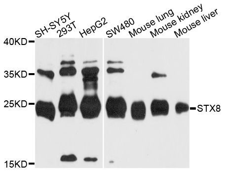 Western blot - STX8 Polyclonal Antibody (144-10050)