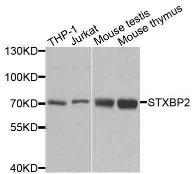 Western blot - STXBP2 antibody (144-012511)