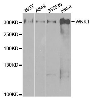 Western blot - WNK1 antibody (144-02569)
