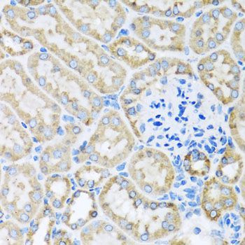 Immunohistochemistry - COX6A1 antibody (144-03798)