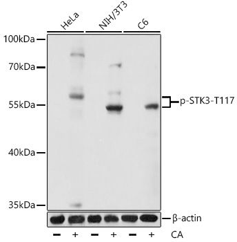 Western blot