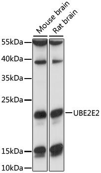 Western blot