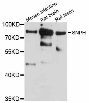 Western blot - SNPH Polyclonal Antibody (144-12300)