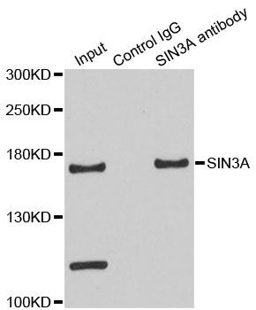 Immunoprecipitation - SIN3A Polyclonal Antibody (144-01577)