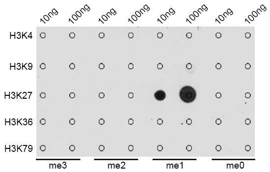 Dot-blot - MonoMethyl-Histone H3-K27 antibody (144-02361)