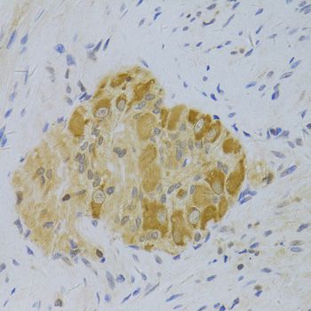 Immunohistochemistry - PA2G4 Antibody (144-05376)
