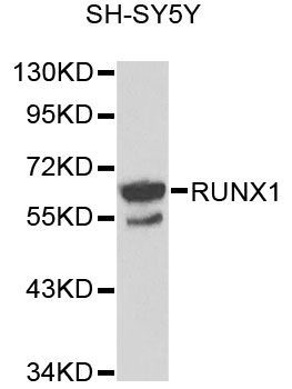 Western blot - RUNX1 antibody (144-02055)