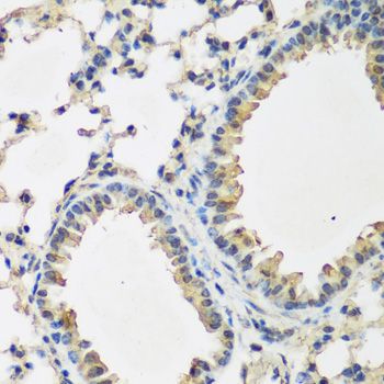 Immunohistochemistry - BMP2 Polyclonal Antibody (144-00231)