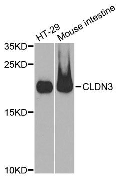 Western blot - CLDN3 antibody (144-02946)