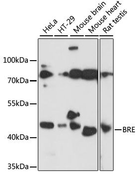 Western blot - BRE Polyclonal Antibody (144-60924)