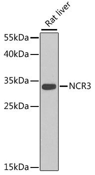 Western blot