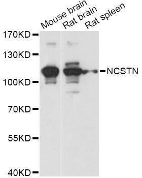 Western blot - NCSTN antibody (144-60683)