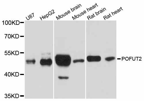 Western blot - POFUT2 antibody (144-012223)
