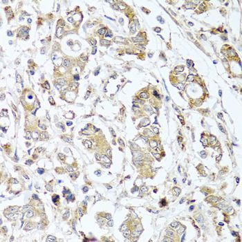 Immunohistochemistry - CPA1 antibody (144-03803)