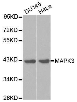 Western blot - MAPK3 Polyclonal Antibody (144-00228)