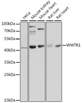 Western blot - WWTR1 antibody (144-015806)