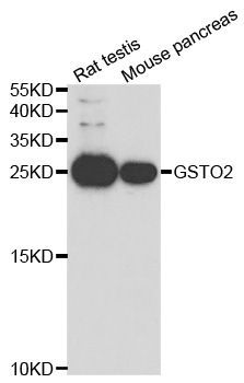 Western blot - GSTO2 antibody (144-05774)