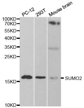 Western blot - SUMO2 antibody (144-02571)