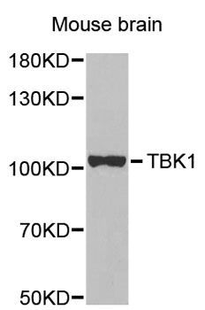 Western blot - TBK1 antibody (144-02573)
