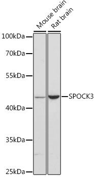Western blot
