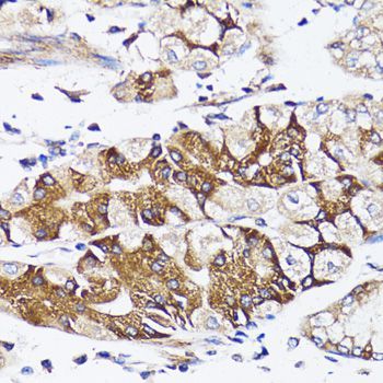 Immunohistochemistry - BCAP29 Polyclonal Antibody (144-06335)