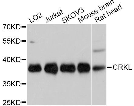 Western blot - [KO Validated] CRKL Polyclonal Antibody (144-11735)