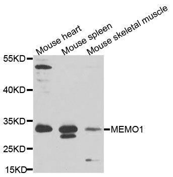 Western blot - MEMO1 antibody (144-08582)