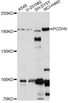Western blot - PCDH9 antibody (144-60781)